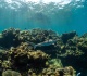 global coral reef coverage risks irreversible decline new report warns