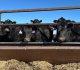 cattle to feed why a global meat crisis is looming