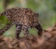 new cat species found first in more than 100 years