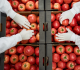 the fda just updated a recall on this popular summer produce to its highest classification here s what to know