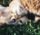 what your pet s birth month reveals about their personality