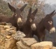 spanish farmer finds donkeys alive after wildfires destroy her property