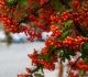 the most powerful plants for halloween according to real life witches