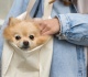 which tiny purse dog breed are you based on your zodiac sign