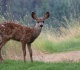 spiritual psychologist reveals this is what it means if you keep seeing deer outside