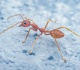 how to get rid of fire ant mounds why broadcast baiting works