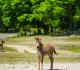 six flags great adventure s wild safari had a baby boom see the adorable photos