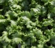 what is cyclospora diarrhoea symptoms foods linked to us outbreak