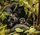 nature can recover inside the race to rescue world s crisis hit wildlife