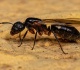 do carpenter ants destroy wood like termites what homeowners should know