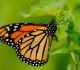 endangered monarch butterfly population surges 64 percent