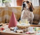 psychologist says there s 1 sign you re going overboard celebrating your pet s birthday