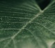 tiny pale spots on your plant leaves don t ignore them warns a houseplant expert