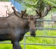 this new alaska cruise excursion lets you get surprisingly close to moose