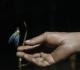 the world cup cicada india s rare insect on a four year clock
