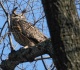 voices on discovering the real sex of my owl i began to hatch a plan