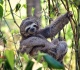 orlando is getting a whole park dedicated to sloths in 2026
