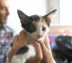 gaza pet owners struggle to keep animals healthy amid vet crisis