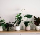 this 9 amazon find will turn anyone into a green thumb