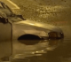 torrential rains flood homes and roads across lima peru