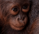 orangutan mother and infant rescued from wildfire hit forest in indonesia