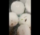 widespread damage after huge hailstones pound paraguay capital