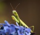 if you see a praying mantis here s the spiritual significance of them appearing in your life