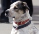 why chicago fire introduced pouch the firehouse dog in season 1