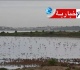 إقرار هذه الاجراءات لمداواة البعوض بسبخة السيجومي