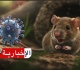 منظمة الصحة العالمية تعلن عن حصيلة الاصابات بفيروس هانتا
