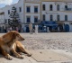voices why i ll never pet stray dogs on holiday again