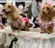 japan s pet care industry booms as fur babies outnumber infants