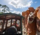disney s big thunder mountain just reopened but it s already facing a major hiccup