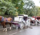 central park horse carriage ban letters to the editor oct 19 2026