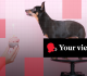 voices worth every penny or a bit ott readers debate the rise of expensive dog birthday parties