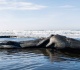 in 1970 oregon highway crews packed a dead 45 foot sperm whale with a half ton of dynamite the blast rained blubber on spectators and crushed a new car a quarter mile away