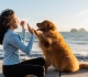 people born in these 2 months are meant to have a golden retriever