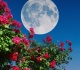 4 zodiac signs get lucky during the first full moon of the summer 2026
