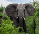adorable elephant breaks free from national park and heads right to the snack aisle at the grocery store