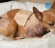 after penny the chihuahua s pit bull mauling ny should hold bad owners responsible and look to ban dangerous breeds