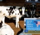 lefty lawmakers war on cows is another senseless progressive beef with upstate farmers