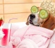 ai is coming after every job even dogs will get a break from being man s best friend