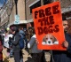 new yorkers taking stand against cruel animal testing with march across empire state