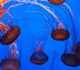 america s first of its kind museum opens in florida showcasing otherworldly creatures older than dinosaurs