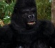 the actor who played the gorilla on gilligan s island had multiple star trek roles