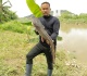 malaysia s fish hunters target invasive species one catch at a time