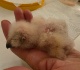 voices after weeks in the incubator my owl chick finally hatched from its shell