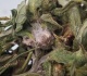 the chinese fungus smuggling couple letters to the editor june 7 2025