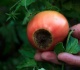 i thought i d ruined my tomato garden turns out this common problem has an easy fix