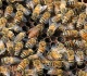 truck accident unleashes 250 million honeybees in northwestern us